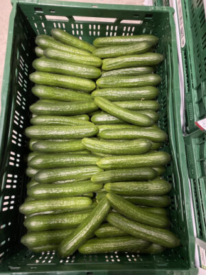 Snack komkommers per kilo