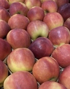 Elstar Appel per kilo
