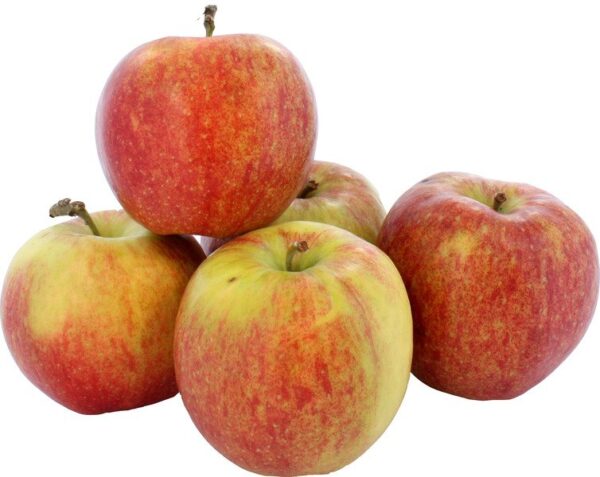 Bio red prince / Jonagold appel per kilo
