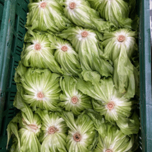 Andijvie kas per kilo